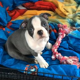 Boston Terrier Puppies from Heather's Boston Babies