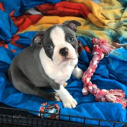 Boston Terrier Puppies from Heather's Boston Babies