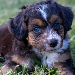 River - Red tri-color male Miniature American Shepherd puppy in Crowley, Texas from Nelson's Aussies and Aussiedoodles