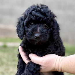 Luna - Black female Goldendoodle puppy in Surprise, Arizona from Arizona West Valley Goldendoodles