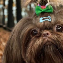 Shih Tzus from My Little Shih Tzu Dreams