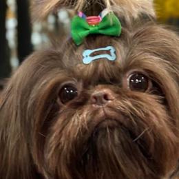 Shih Tzus from My Little Shih Tzu Dreams