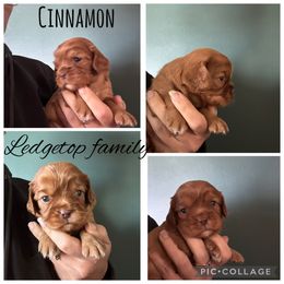 Ruby - Chocolate female Cavalier King Charles Spaniel puppy in Greenleaf, Wisconsin from Ledgetop Family Cavaliers