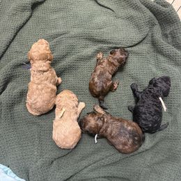Poodle puppies from Melissa Unger