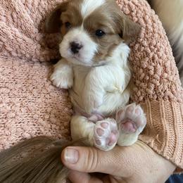 Cavalier King Charles Spaniel Puppies from Heart of a Cavalier