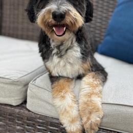 Scarlett - Aussiedoodle