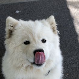 Mischa - Samoyed