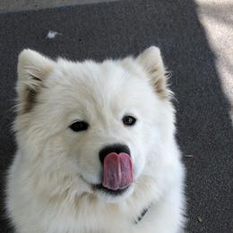 Mischa - Samoyed