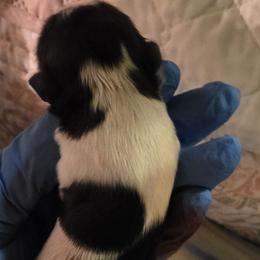 Boy 3 - Red and white male Shih Tzu puppy in Denison, Texas from Lotus Kennels