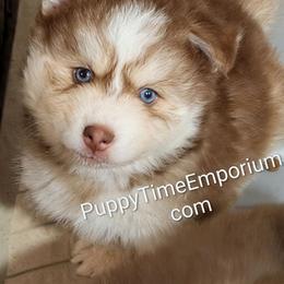 Cooper - Red and white male Pomsky puppy in Spring Hill, Florida from www.PuppyTimeEmporium.com