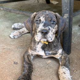 Hooper - Brindle male Great Dane puppy in Gastonia, North Carolina from Stonebrook Gentle Giants