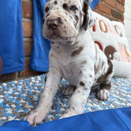 Great Dane Puppies from Green’s Great Danes