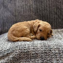 Boy 1 - male Goldendoodle puppy in Fayetteville, Arkansas from Mountain Grove Doodles