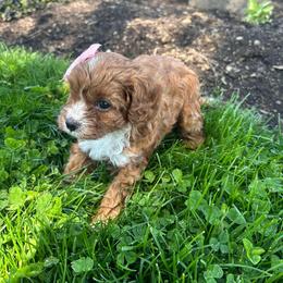 Alice - Red female Cavapoo puppy in Mint Hill, North Carolina from DoodleForever