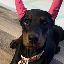 Doberman Pinschers and German Shepherds from Legacy K9’s