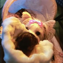 Yorkshire Terrier Puppies from Wendy's Darlings Hudson Valley