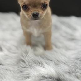 Arrow - Fawn male Chihuahua puppy in Lee Center, New York from Alfheim-Andromeda Chihuahua's (A &A's)
