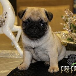 Pug Puppies from Pug Puppies of Boston