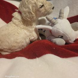 Poodle Puppies from Patriot Noble Paws