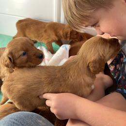 Boy 3 - Dark golden male Golden Retriever puppy in Yucaipa, California from Blessed Goldens
