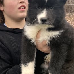 Pomsky and Siberian Husky Puppies from Osiris’s Siberians & Pomskies