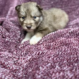 Cherub - Red and white female Siberian Husky puppy in London, Ohio from Rose Trail Siberian’s