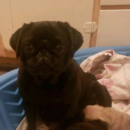 Pugs from Sue's Pugs