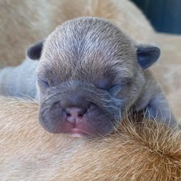 French Bulldogs from Moody Blues French Bulldogs