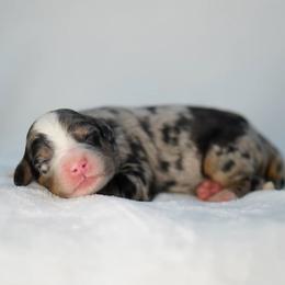 Oliver - Blue merle male Bernedoodle puppy in Spokane, Washington from Lilac City Doodles