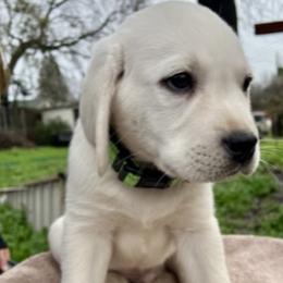 Little one Boy 5 - Yellow Labrador Retriever puppy in Live Oak, California from Blanco Labradors