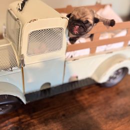 Rudy Beu - Fawn male Pug puppy in Smiths Station, Alabama from Magnolia Pugs