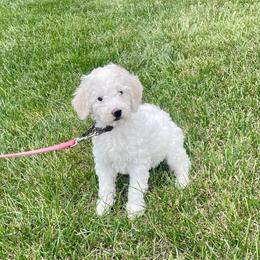 Opal - Parti female Labradoodle puppy in Craig, Nebraska from Top Knot Companions Poodles and Labradoodles