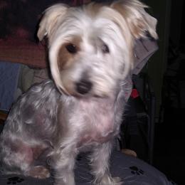 Mattie - Yorkshire Terrier