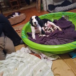 Ivy - English Springer Spaniel