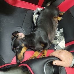 Lita - Dachshund