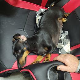 Lita - Dachshund