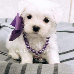 Companion Cross, Maltese, and Maltipoo Puppies from Best Maltese & Toy Poodles of Texas