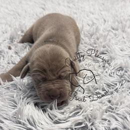 Peony - Silver female Great Dane puppy in Norton, Ohio from Guilty Pleasure Great Danes & Frenchies