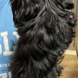 Shih Tzu Puppies from Jessica’s Shih Tzus