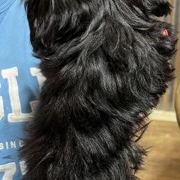 Shih Tzu Puppies from Jessica’s Shih Tzus
