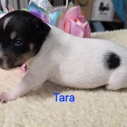 Tara - White black and tan female Rat Terrier puppy in Divide, Colorado from Outlaw Farm and Kennel
