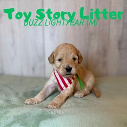 Buzz - Apricot male Goldendoodle puppy in Houston, Texas from Golden Life Doodles