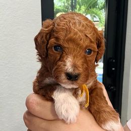 Churro - Red  male Goldendoodle puppy in Miami, Florida from Haus of Pawz
