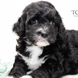 Skyler - Black and white female Portuguese Water Dog puppy in Asheville, North Carolina from Top Notch Portuguese Water Dogs