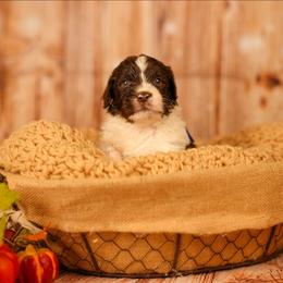 Byrd - male Newfypoo puppy in Lancaster, New York from Newfiedoodles of WNY
