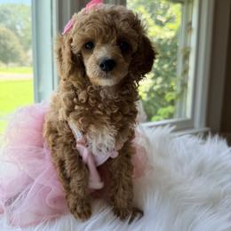 Pekingese, Poodle, and Shih Tzu Puppies from Happy puppies