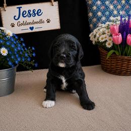 Double Doodle, Goldendoodle, and Labradoodle Puppies from Godley Doodles Of Texas
