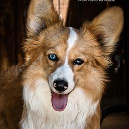 American Corgis and Pembroke Welsh Corgis from Desert Sunset Corgis
