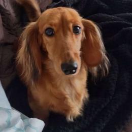 Sea Sea - Dachshund