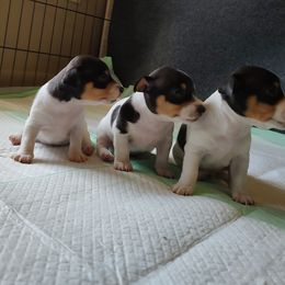 Teddy Roosevelt Terrier Puppies from Acadia Teddy Roosevelt Terriers